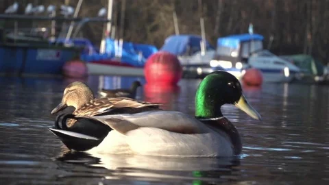 Mallard Ducks on the River Leven Stock Footage 71552469