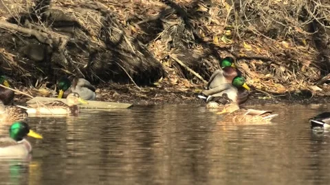 Mallard ducks on river or lake Stock Footage 293128671
