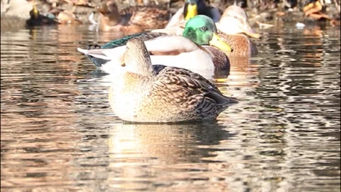 Mallard ducks on river or lake Stock Footage 293128713