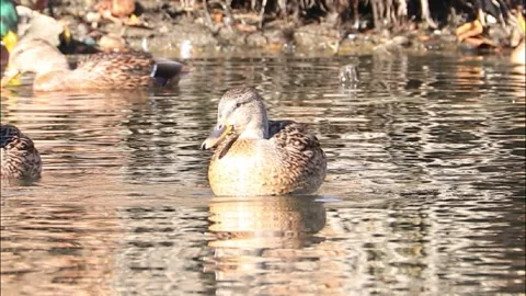 Mallard ducks on river or lake Stock Footage 293128732