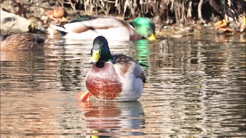 Mallard ducks on river or lake Stock Footage 293128755