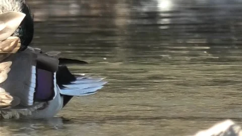 Mallard ducks on river or lake Stock Footage 293128760