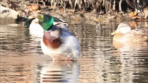 Mallard ducks on river or lake Stock Footage 293128763
