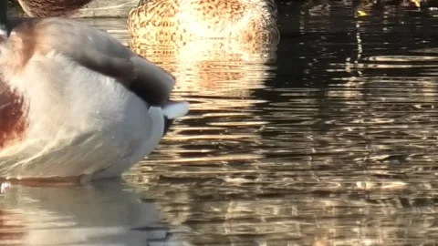Mallard ducks on river or lake Stock Footage 293128784