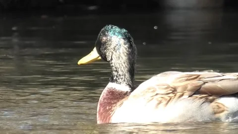 Mallard ducks on river or lake Stock Footage 293128787