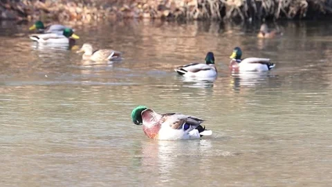 Mallard ducks on river or lake Stock Footage 293128867