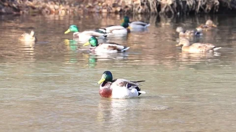 Mallard ducks on river or lake Stock Footage 293128892