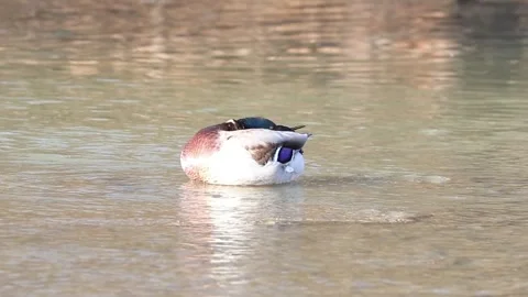 Mallard ducks on river or lake Stock Footage 293128920