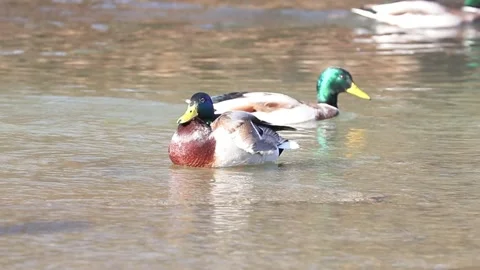 Mallard ducks on river or lake Stock Footage 293128941