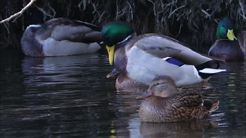 Mallard ducks on river or lake Stock Footage 293129174