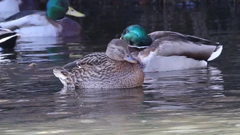 Mallard ducks on river or lake Stock Footage 293129199