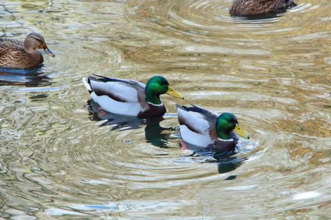 Mallard ducks on a river. Stock Photos
