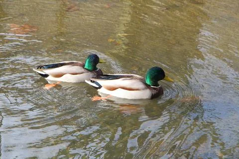 Mallard ducks on a river Stock Photos