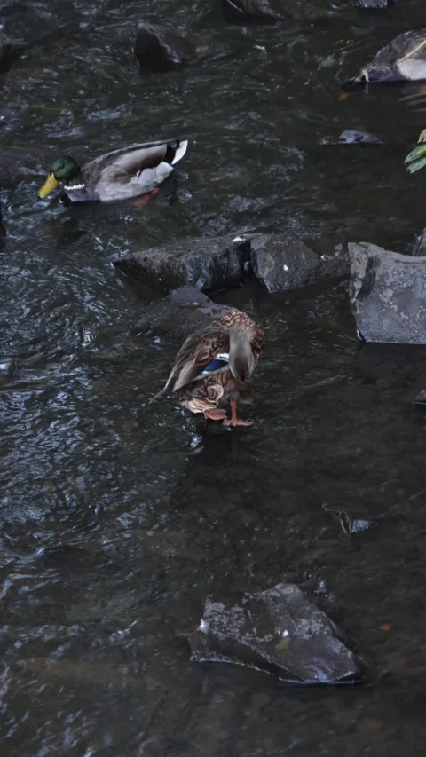 Mallard Ducks in a Rocky Stream, Preening and Foraging in Late Autumn, Duck.. Stock Footage 317905946