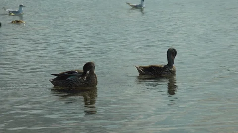 Mallard ducks scratching and cleaning themselves Stock Footage 114183052