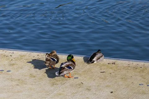 Mallard ducks on shore Stock Photos