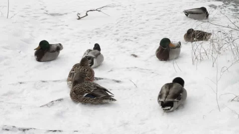Mallard ducks sitting in the winter snow huddled in a group Stock Footage 152922476