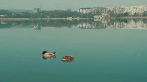 Mallard Ducks Sleeping On A Lake 動画素材 169869855