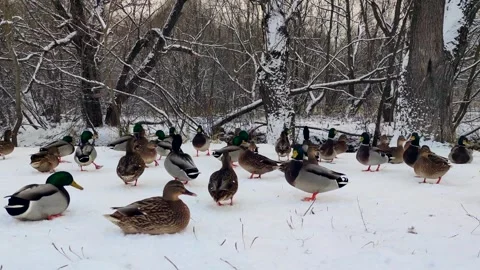 Mallard ducks on snow by river Stock-Footage 256673073