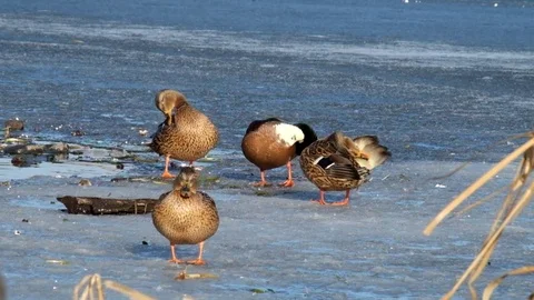 Mallard ducks stand on ice and clean their feathers (Anas platyrhynchos) Video stock 85321840