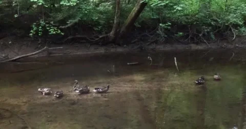 Mallard ducks in stream. Stock Footage 320326887