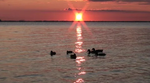 Mallard Ducks @ Sunrise Stock Footage 538152