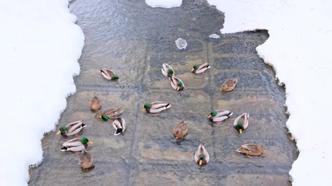 Mallard ducks swim and float in a clear stream 库存影片 330742941