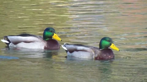 Mallard ducks swimming Video stock 47072166