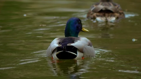 Mallard Ducks Swimming Gracefully in the Tranquil and Serene Water of a Scenic Stock Footage 313284971