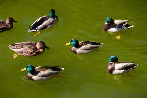 Mallard ducks Swimming Stock Photos