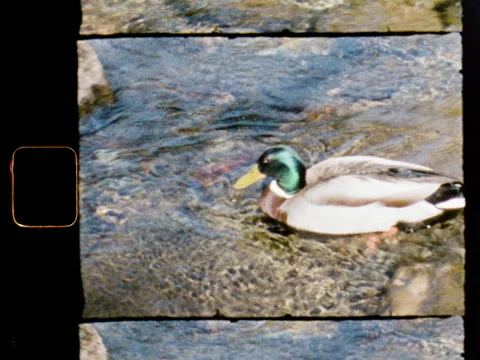 Mallard Ducks Swimming in River Stream Super 8 Film Scan 2K Vídeo Stock 338005033