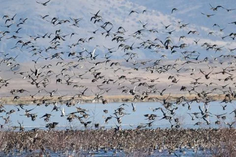 Mallard ducks taking flight Stock Photos