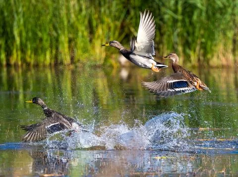Mallard Ducks Taking Off Stock Photos