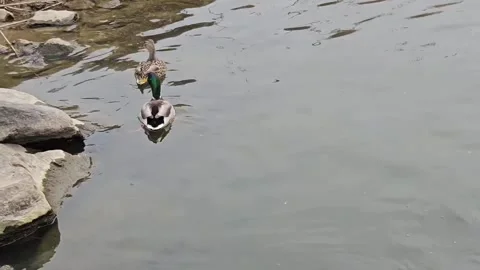 Mallard Ducks Taking Off from Water with Powerful Wingbeats  한글 제목 Video stock 343043376