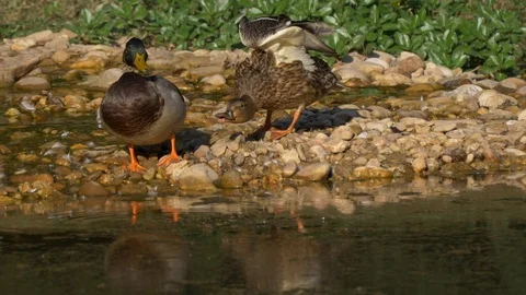 Mallard ducks - two clips 4K Stockbeeldmateriaal 96086532