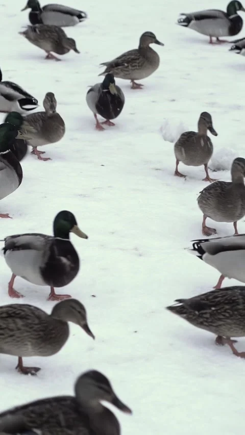 Mallard ducks walk and stand on snow-covered ground in winter  Stock-Footage 341284714