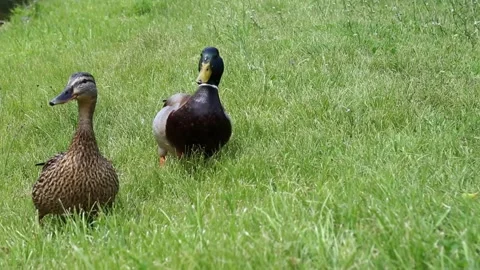 Mallard ducks walking and foraging on lush green grass near water Stock Footage 309857409