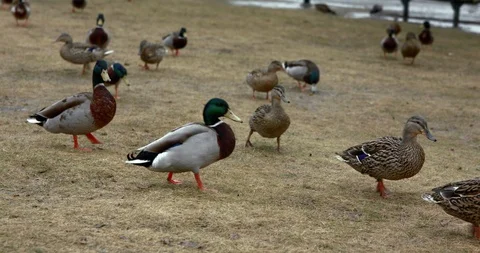 Mallard ducks walking on brown grass in park Vidéo 94078475