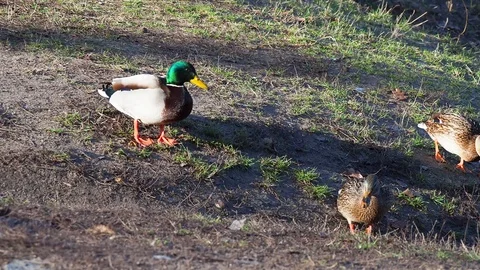Mallard ducks walking Stock Footage 122257841