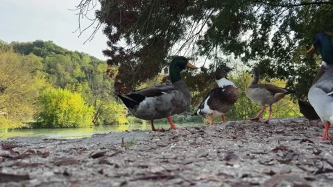 Mallard ducks walking by river, low angle ground pov Vídeos de archivo 277517874