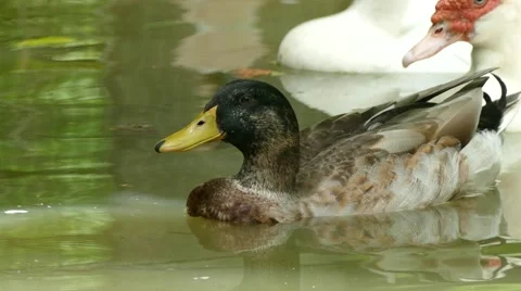 Mallard ducks on the water. Stock Footage 66562402
