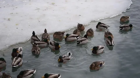 Mallard Ducks in winter Stock Footage 84265621