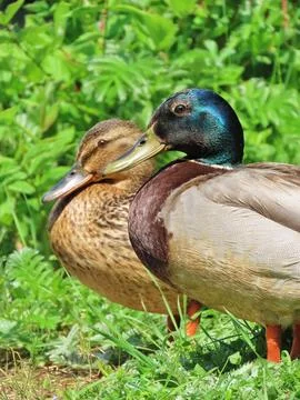Mallard Duet in Spring Stock Photos