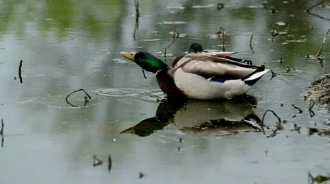 Mallard Eating Stock Footage 693918