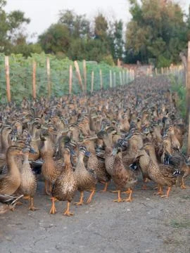 Mallard education. Stock Photos