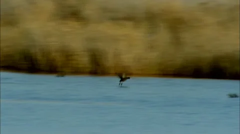 Mallard fall into swamp Video stock 60589837