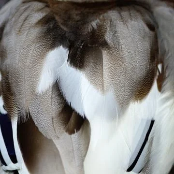 Mallard feathers Stock Photos
