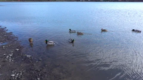 A mallard feeds on the surface of a lake in winter slow motion Stock Footage 230101948