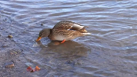 A mallard feeds on the surface of a lake in winter Stock Footage 230102038