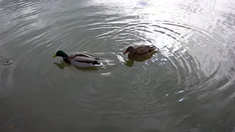 A mallard feeds on the surface of a lake in winter slow motion Stock Footage 234475230
